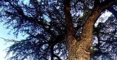 Photo Ernest Puerta. Cèdre, symbole de résilience palestinienne